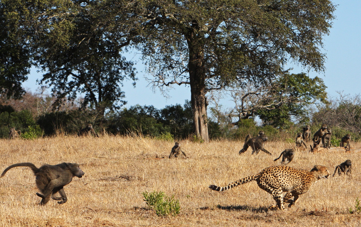 What other animals share habitat with the cheetah?